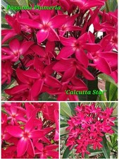 Talea di plumeria (Plumeria