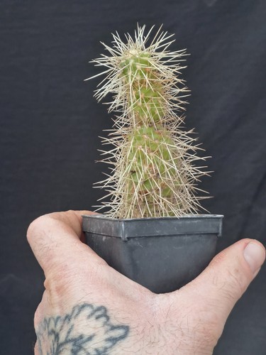 Opuntia bigelowi - (usa,, mexico)