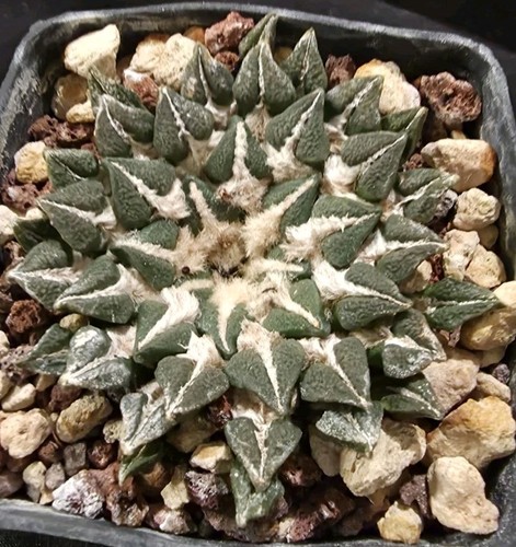 Ariocarpus kotschoubeyanus - ariocarpus, v