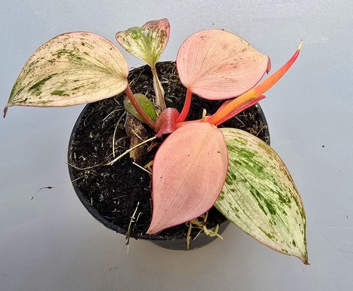 Bellissimo philodendron micans - bellissimo,