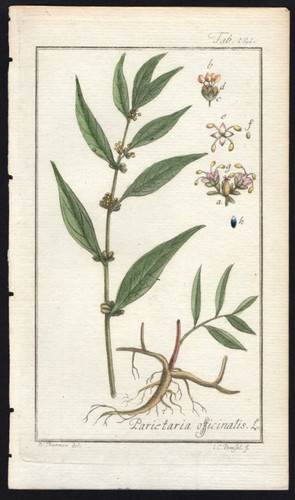 1800 zorn icones - zorn, plantarum