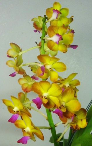 Vanda - , (perreiraara)