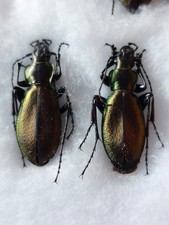 1 paio di carabus