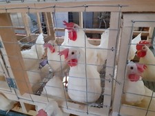 10 UOVA FECONDATE DI GALLINE OVAIOLE LIVORNESE BIANCA FECONDE FERTILI Livornesi