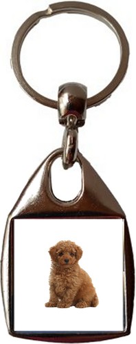 Toy poodle dog pet luxury - toy,