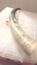 Cows Polished Bugal Horn Super