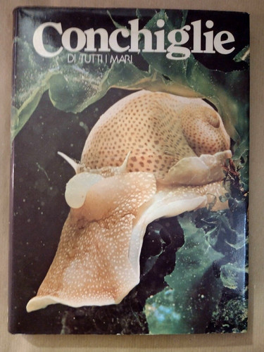 Conchiglie tutti mari - conchiglie,