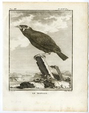 Stampa antica-COLLINA COMUNE