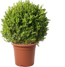 Bosso sfera pianta - pianta, ornamentale
