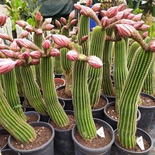 Tricocereus Cactus Altezza