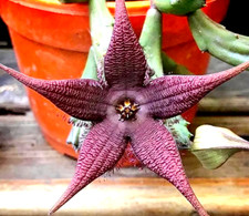 Una Talea senza Radici Stapelia Schinzii var Angolensis ,Fiore in foto WEB