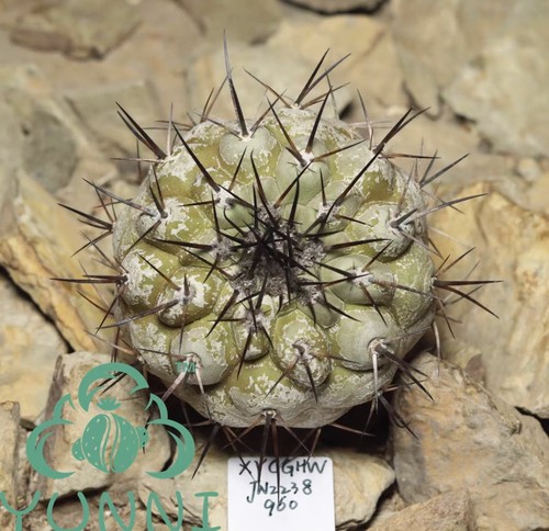 Copiapoa cinerea autoradicata