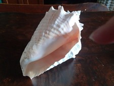 Conchiglia Ocean Shell Caraibi