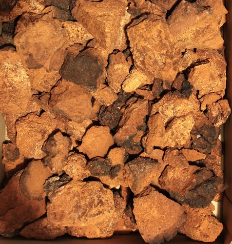 500 funghi chaga - g,