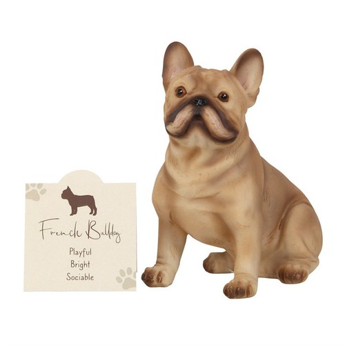 French bull dog - bull,