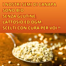 Semi di Canapa BIO  1 kg OMEGA