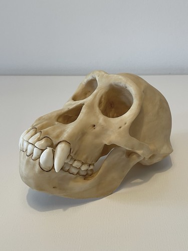 Teschio scimpanzé - teschio, di