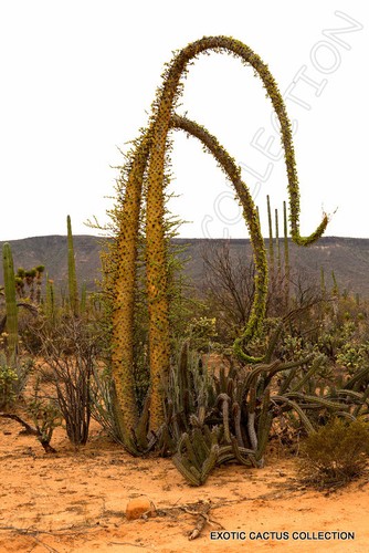 Albero boojum fouquieria - boojum,