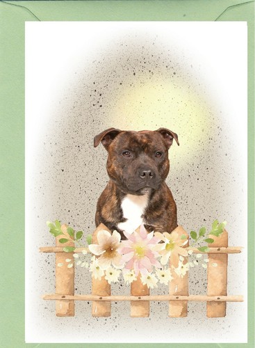 Carta vuota staffordshire bull - vuota,