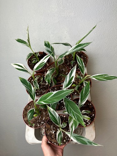 Banano musa aeae variegated - banano,
