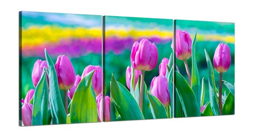 Campo tulipani rosa - tulipani, quadri