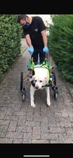 Carrellino Ortopedico per Cane Disabile Rag. XL