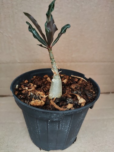 Adenium somalense var crispum - adenium,