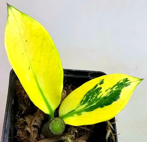 Zamioculcas zamiifolia aurea - zamioculcas,