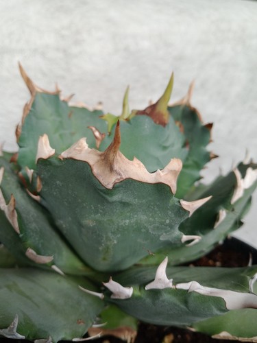 Agave titanota clone ib6 - agave,