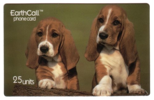25u cuccioli di basset - -,