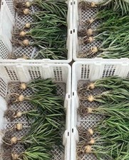 10 pezzi 2,5-3 cm rari cactus