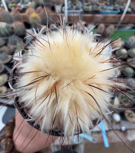 Rara discocactus boliviensis - rara,