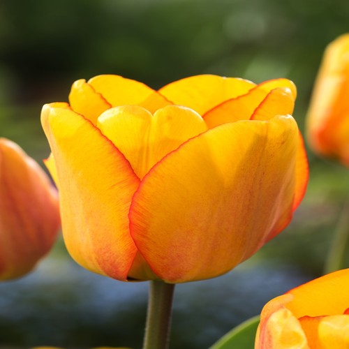 Tulipani bulbi fiori - bulbi, di