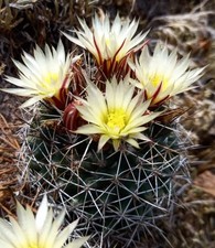 Coryphantha clavata SEEDS - J73 - SEMI di Cactus Raro