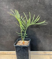 Rara crescita semina boutique