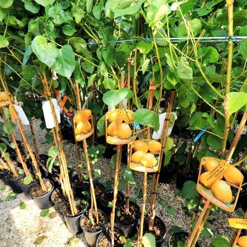 Albicocchi fracasso alberi - fracasso, da