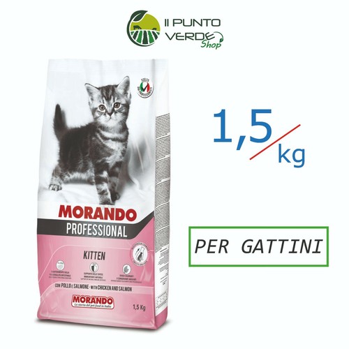 Morando miglior gatto kitten - miglior,