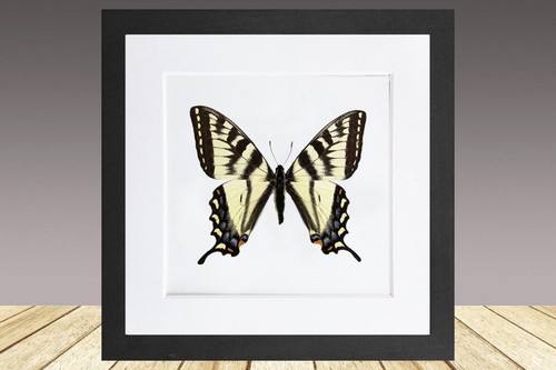Papilio canadensis the - papilio, canadensis,