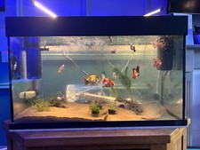Filtro Interno per Acquario