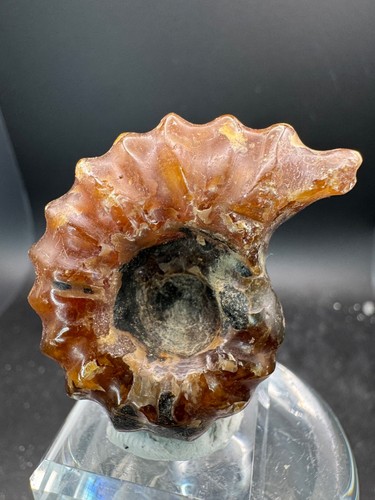 6729 ammonite fossile - 6729,