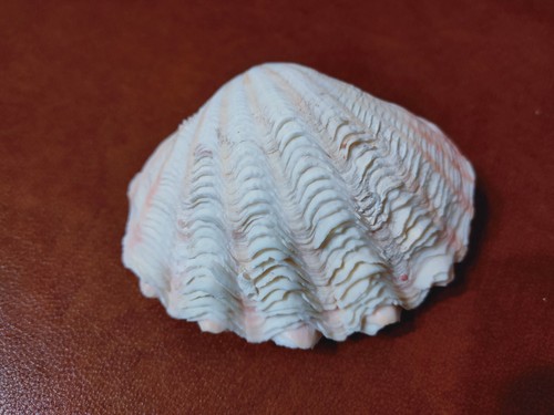 Conchiglia shell tridacna - conchiglia,