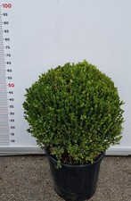 PIANTA DI BUXUS FAULKNER IN