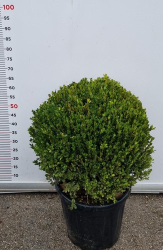 Pianta buxus faulkner - di, in