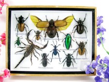 Pezzo unico - Veri insetti