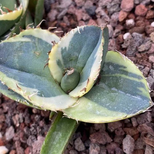 Rara pianta succulenta - , viva