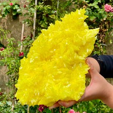 4,8 libbre raro esemplare