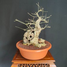 PRE BONSAI ESEMPLARE DI