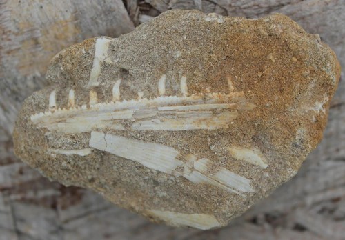 Fossil enchodus libycus - enchodus,