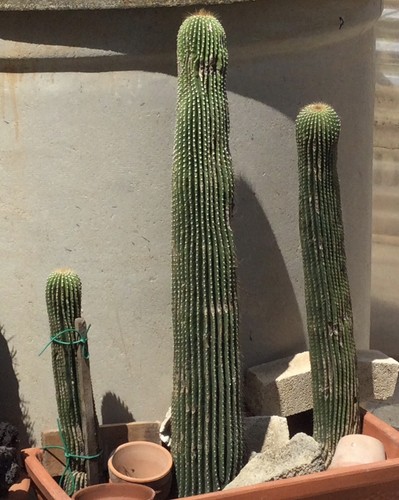Cactus grandi talee - 3,