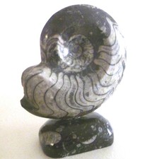 Ammonite Fossil Goniatite On